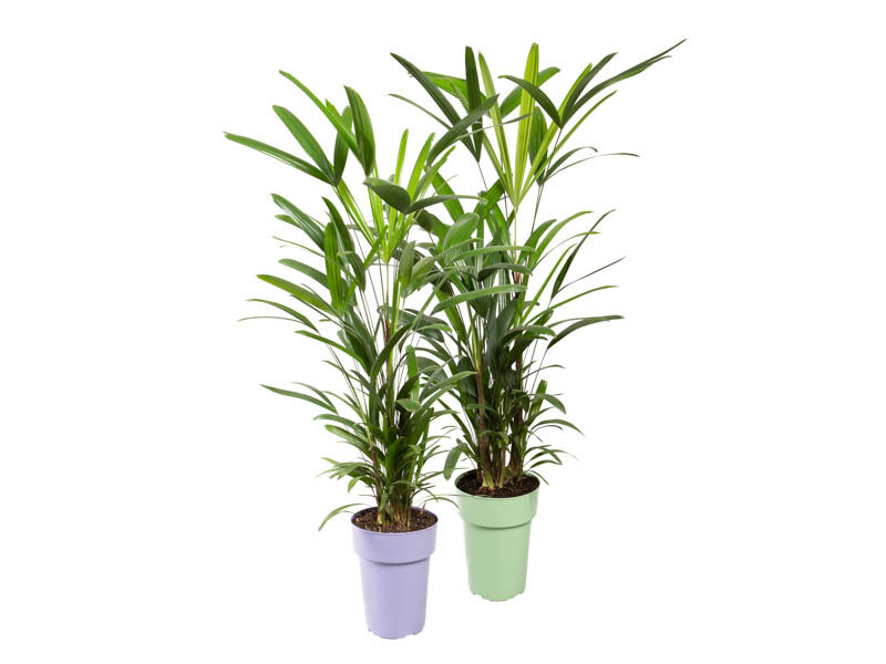 Palmera Raphis P17