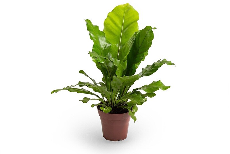 Asplenium nidus P14