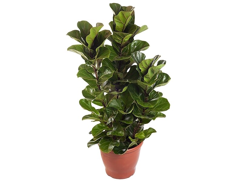 Ficus lyrata &#39;Bambino&#39; P24