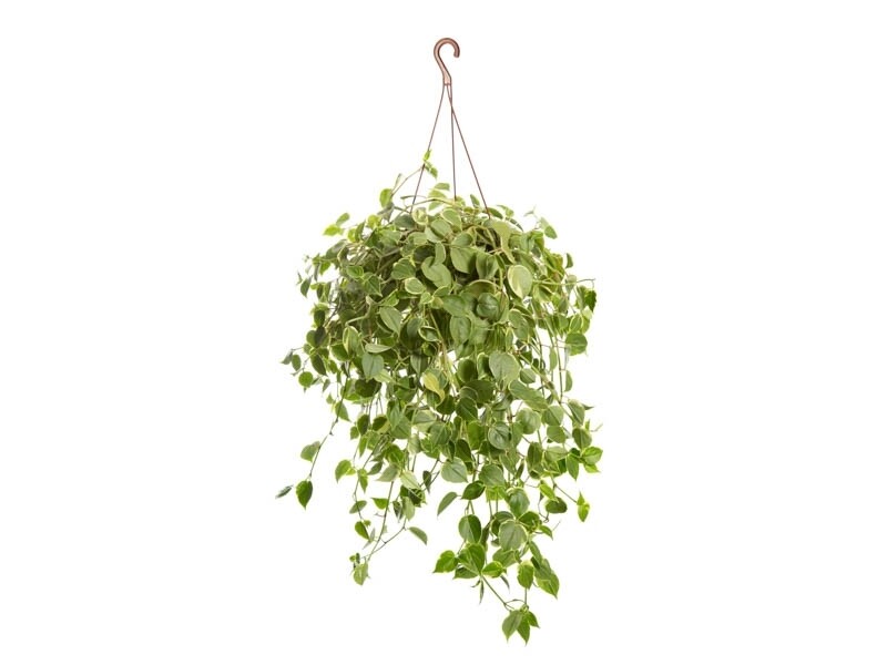 Peperomia scandens C21