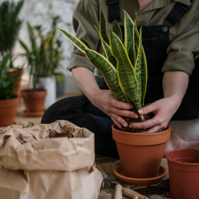 Plantas