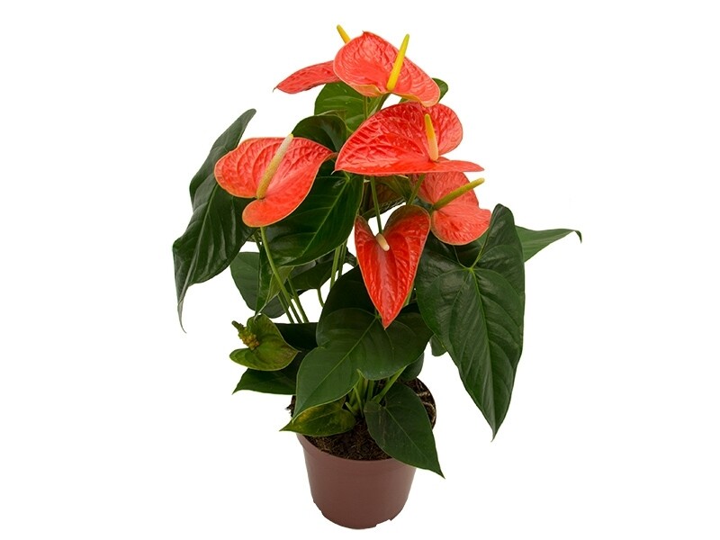 Anturio &#39;Prince of Orange&#39; P19