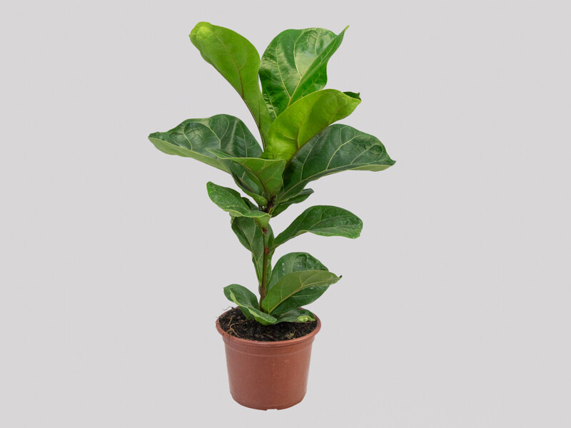 Ficus lyrata &#39;Bambino&#39; P15