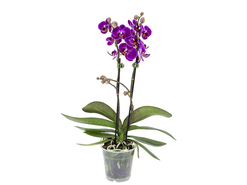Orquídea Phalaenopsis Mini P09