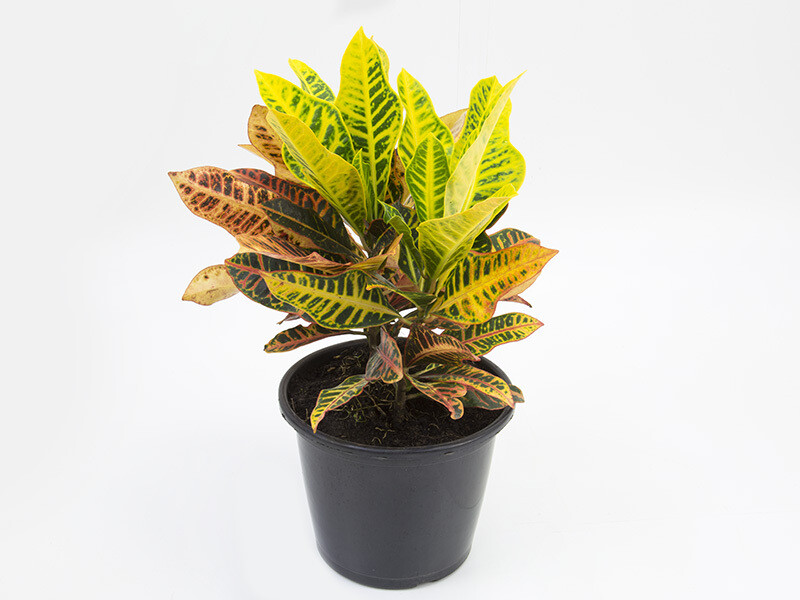 Croton P17