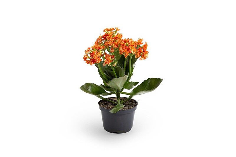 Kalanchoe P11