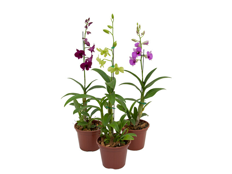 Orquídea Denphalaen P13
