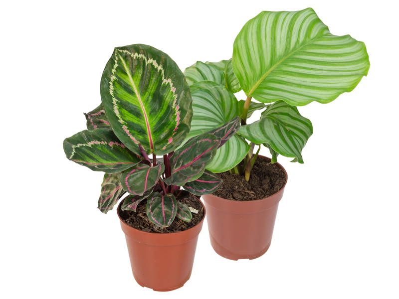 Calathea P12