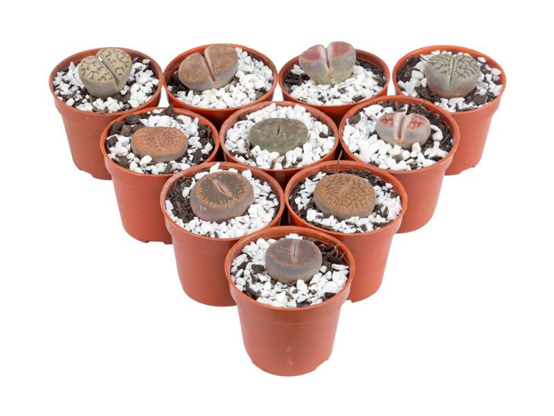 Lithops P06