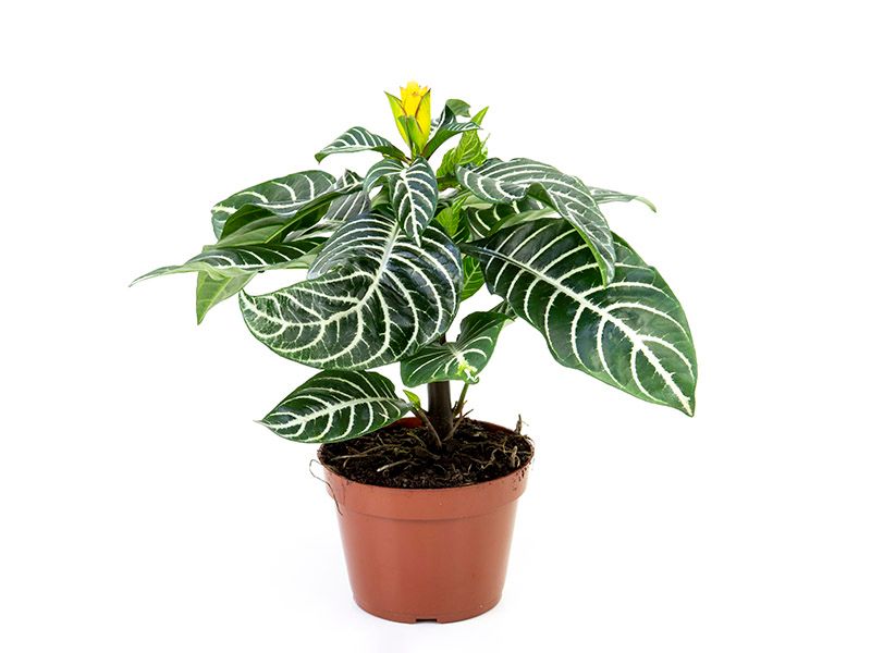 Aphelandra P15