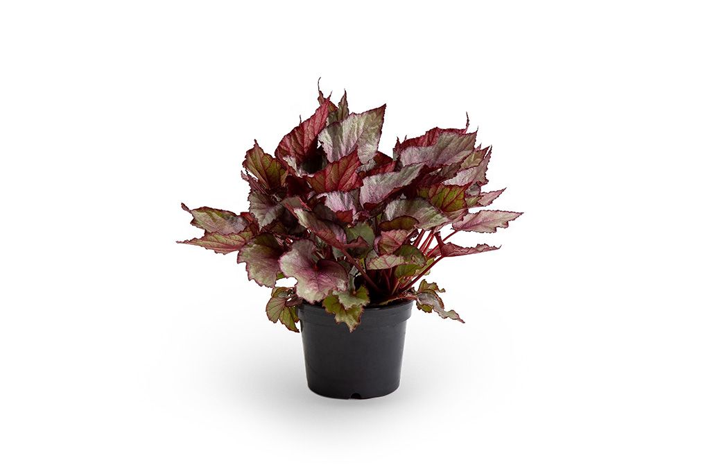 Begonia Rex P15