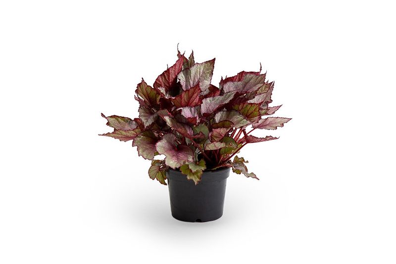 Begonia Rex P15