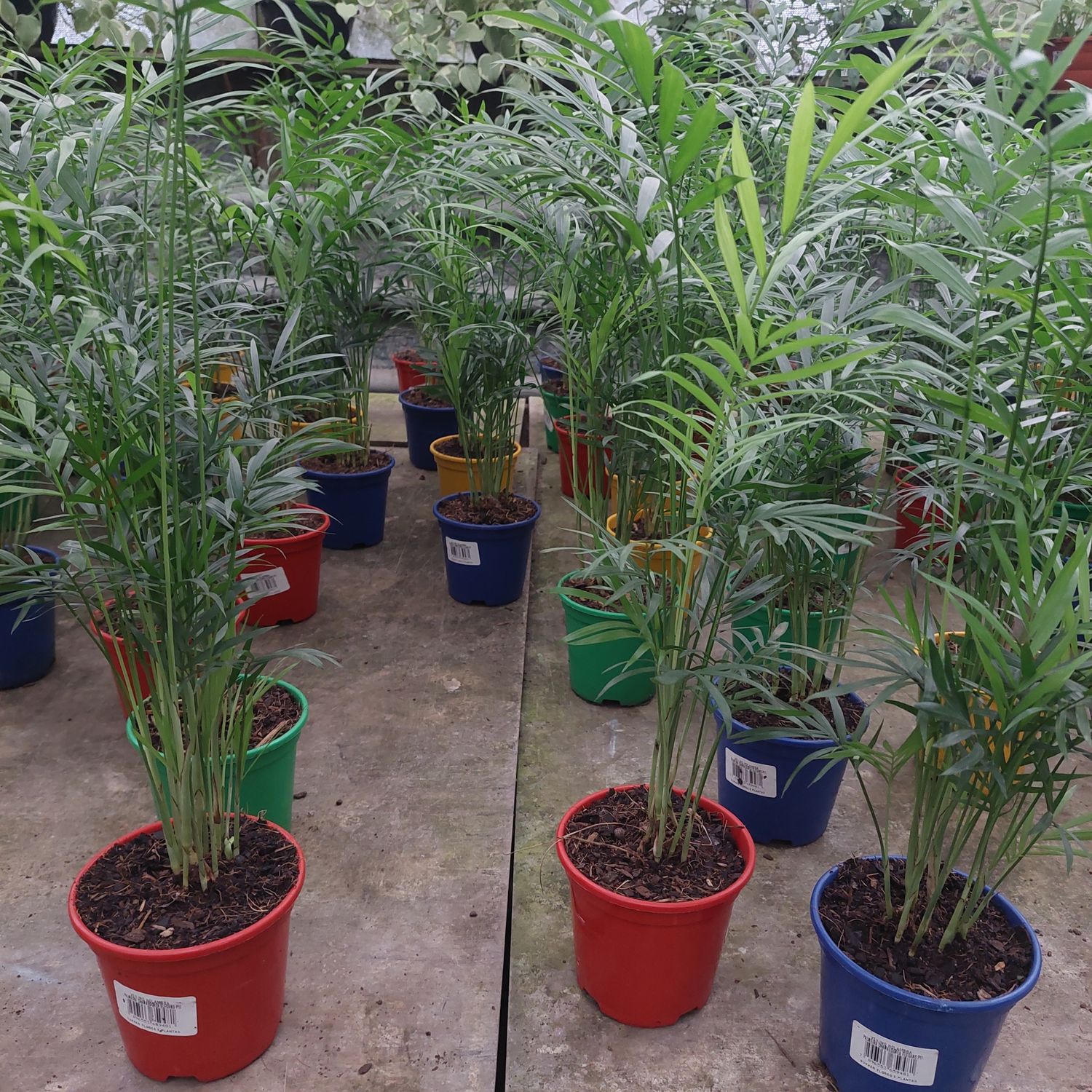 Palmera Chamaedorea elegans P11