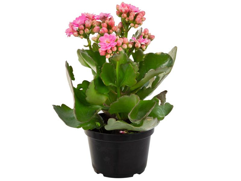 Kalanchoe doble P11