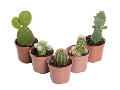 Cactus Mini P06