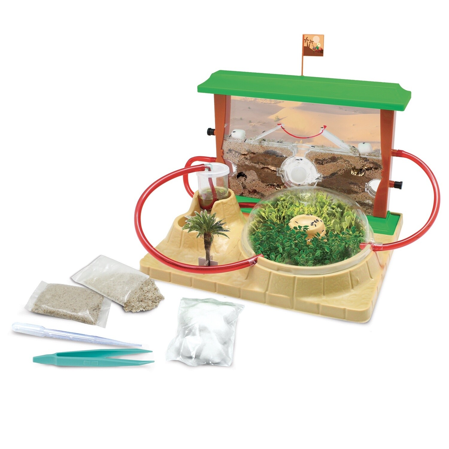 Entomologiste - L&#39;oasis des fourmis