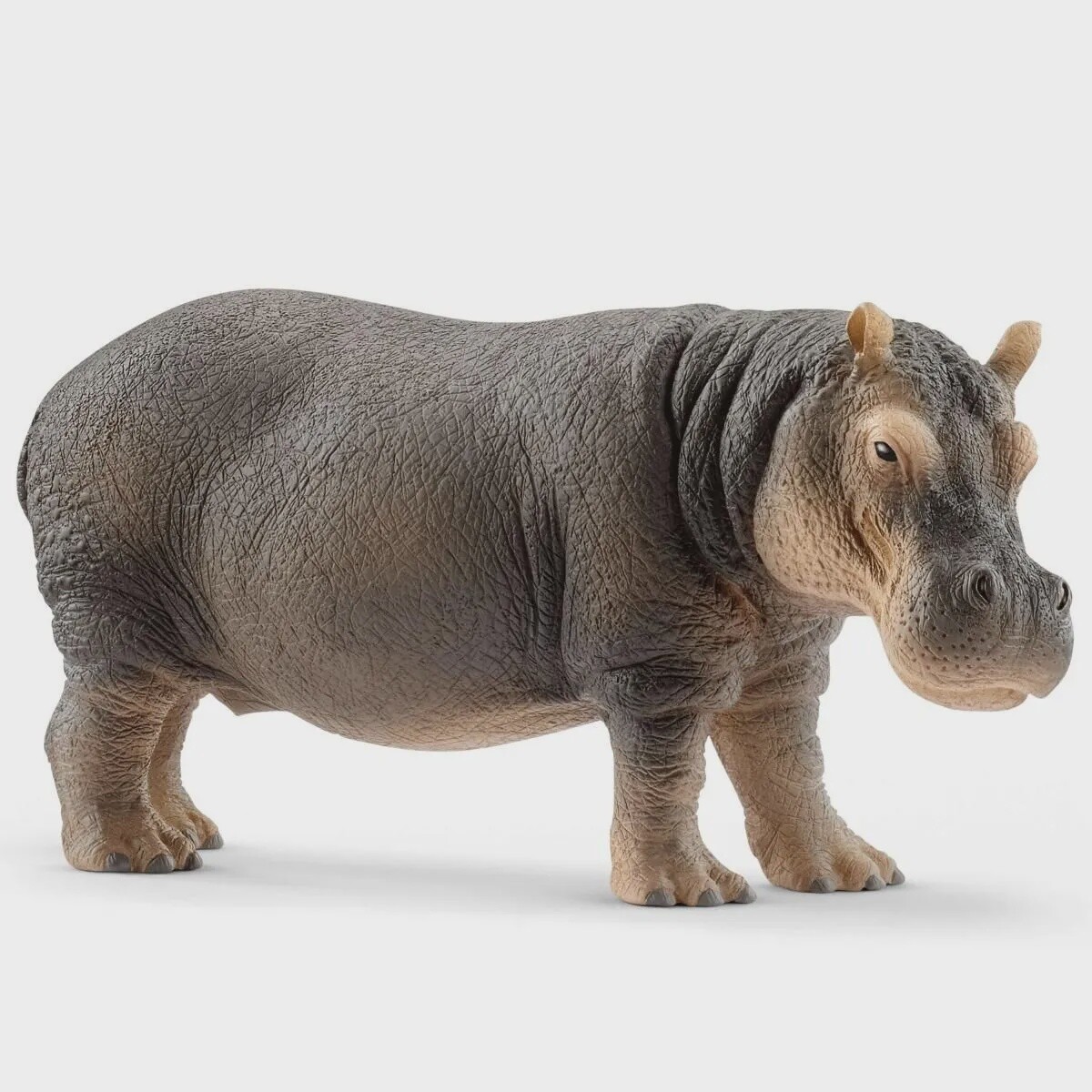 Hippopotame