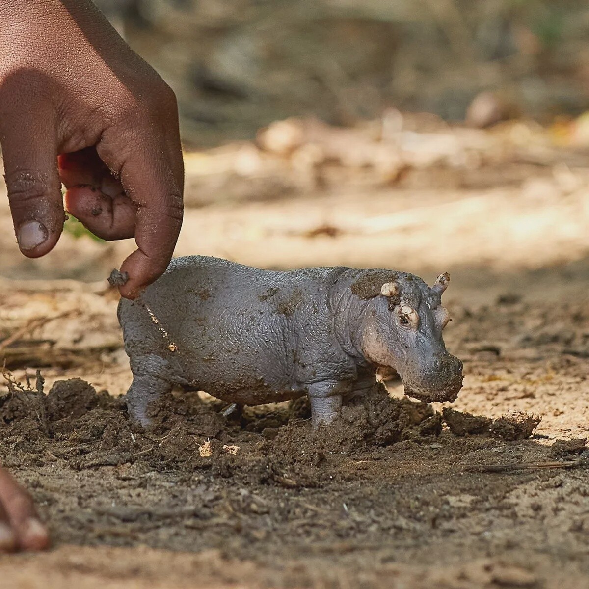 Hippopotame