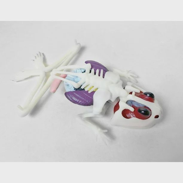 Dissect It - Grenouille au labo