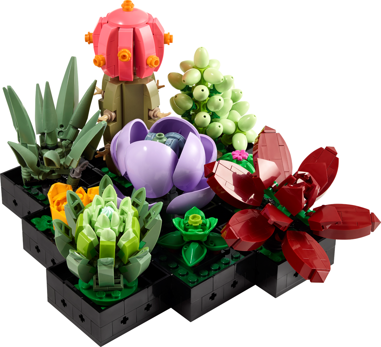 10309 / Les succulentes
