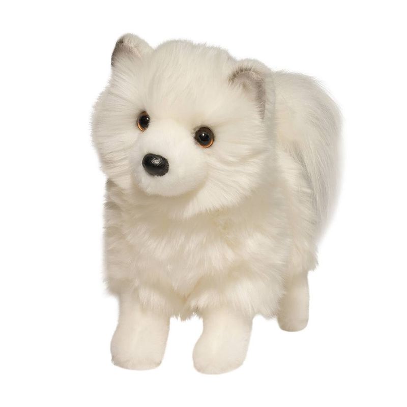 Chien blanc Pomsky / Phoebe Pomsky