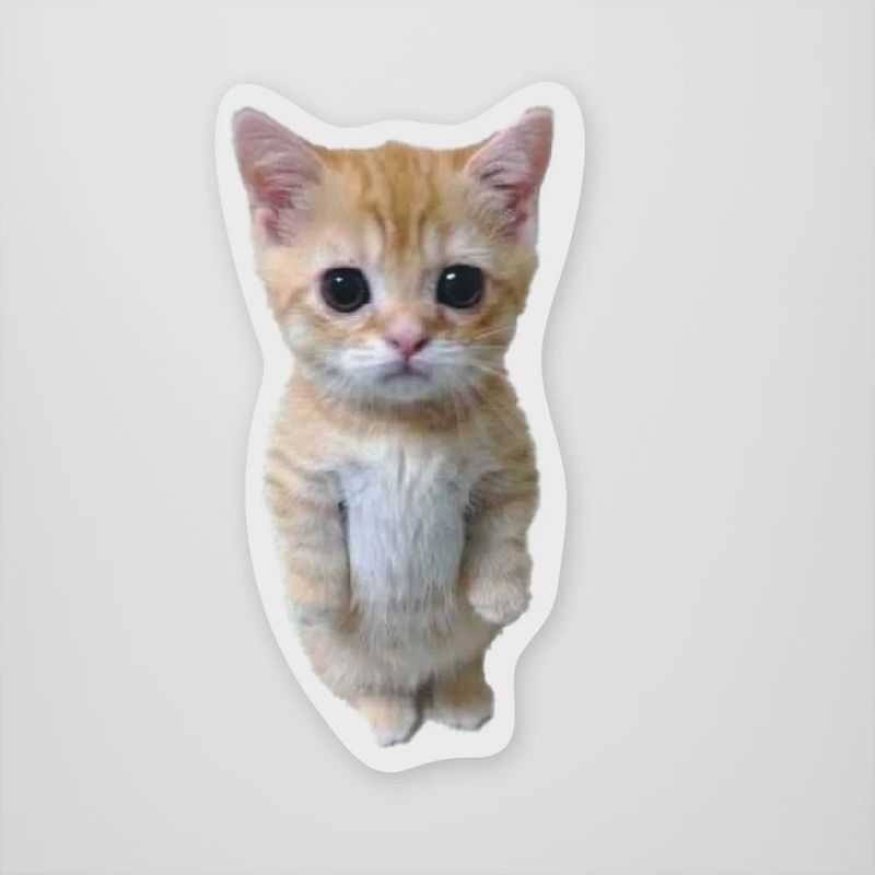 StickerYou / Standing Kitty Meme