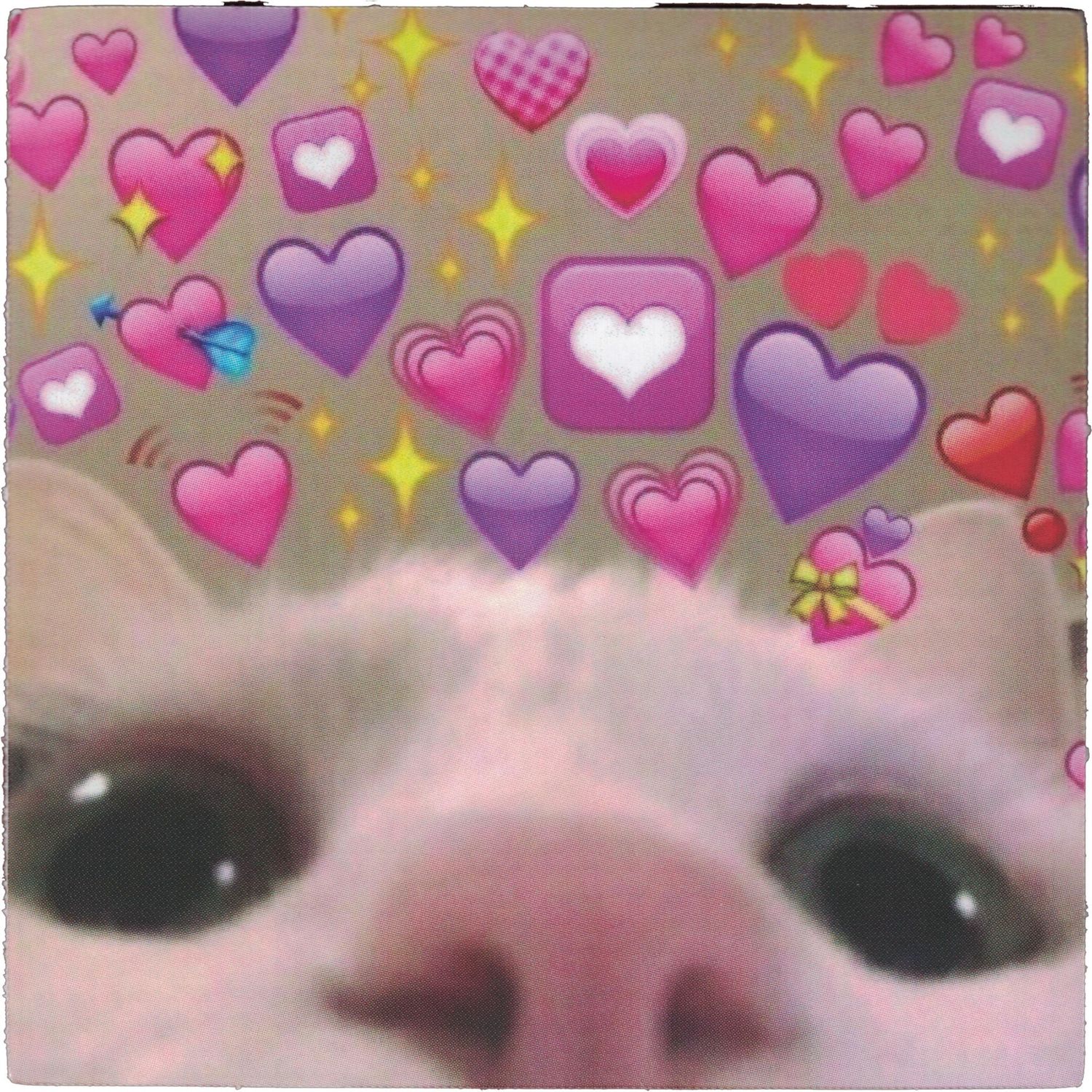 StickerYou / Cat Selfie Meme