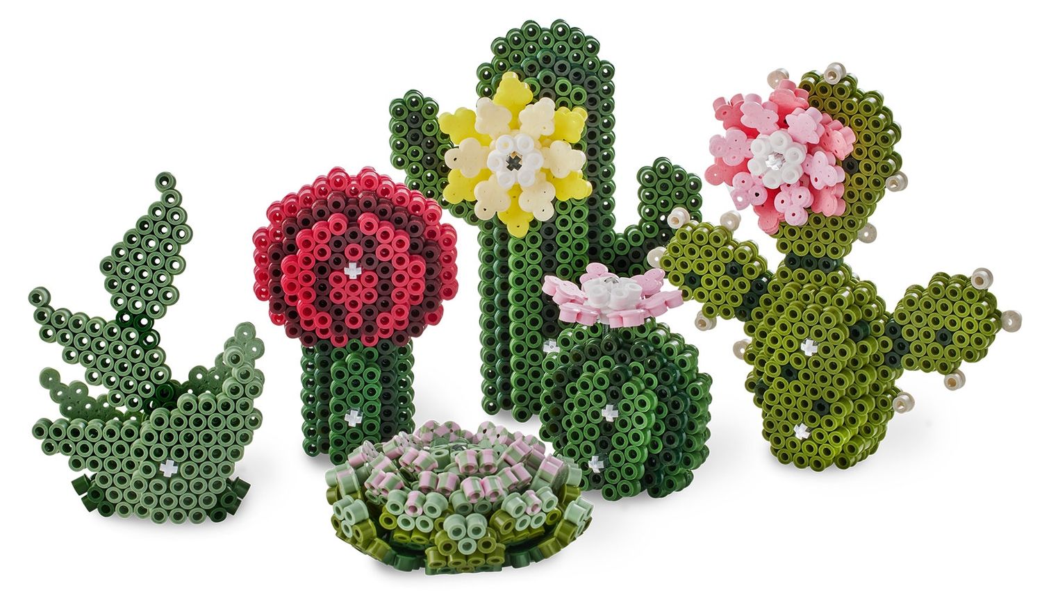 Succulentes