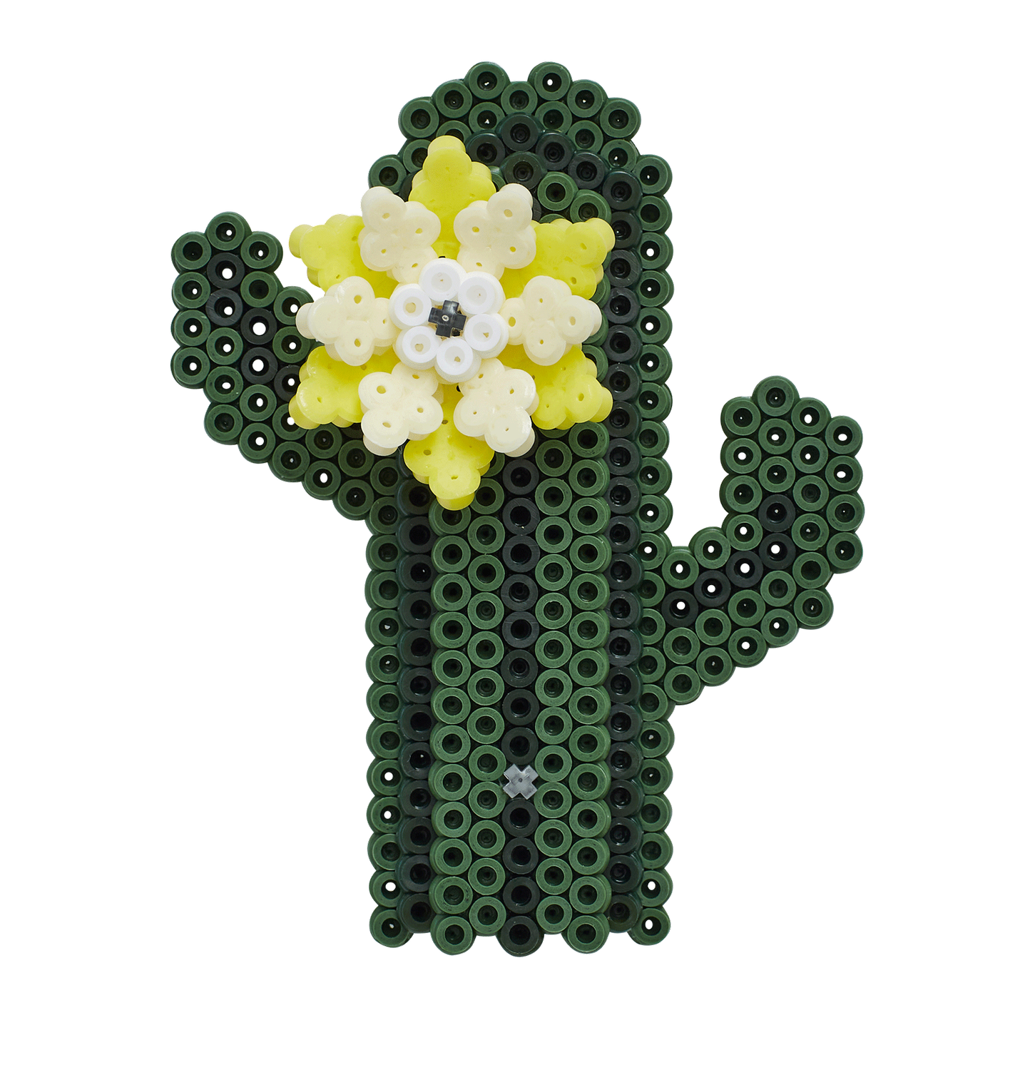 Succulentes