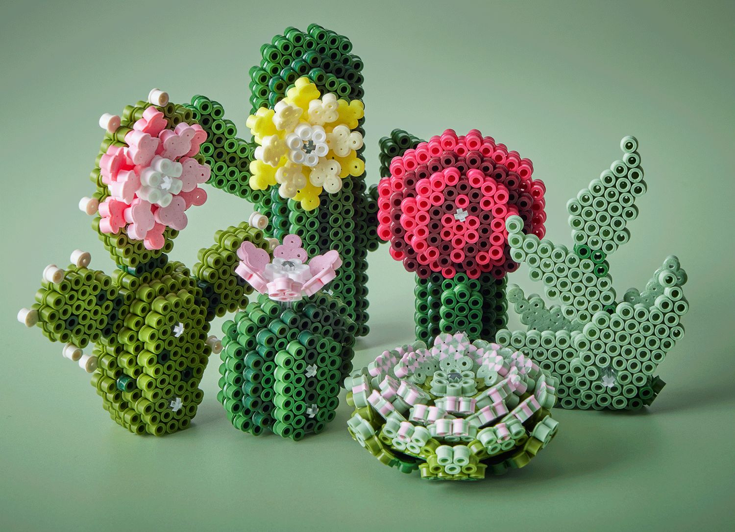 Succulentes