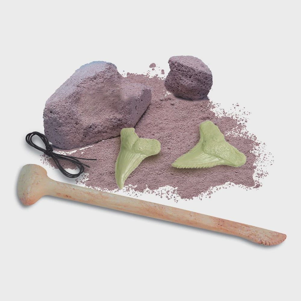 Fossile de dents de requin lumineux