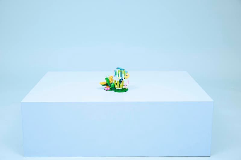 31384 / Les animaux sauvages : le colibri coloré