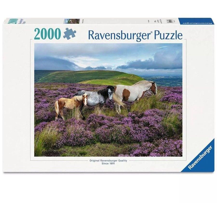 C.T. Chevaux sauvages dans la bruyère 2000mcx