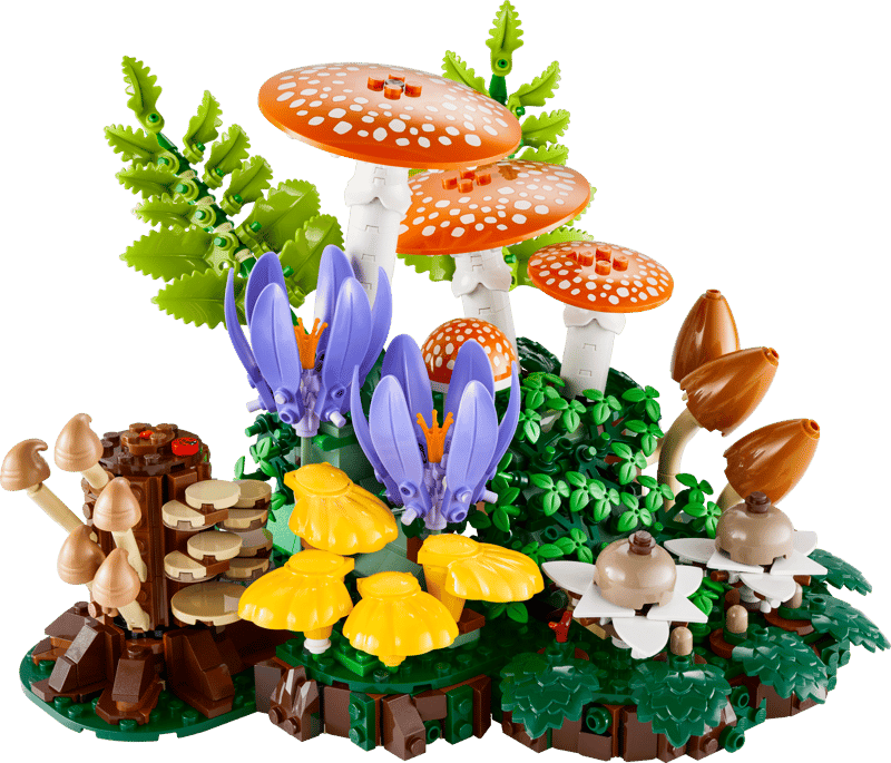11505 / Les champignons des bois