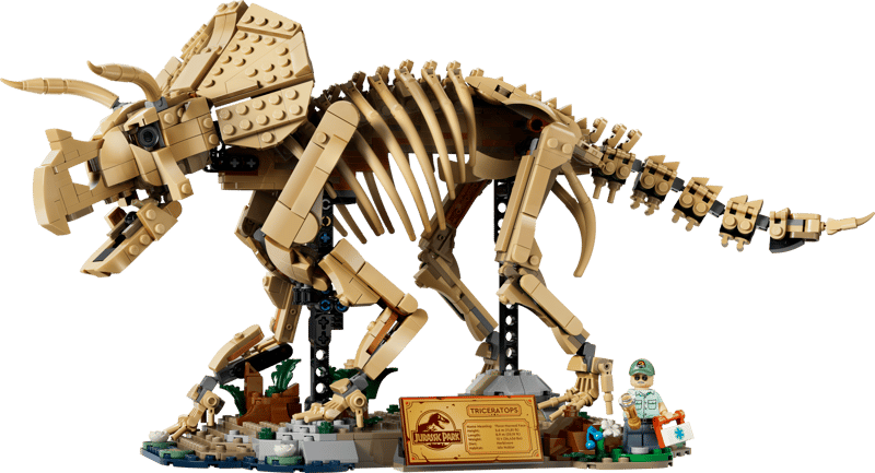 77985 / Les fossiles de dinosaures : le tricératops