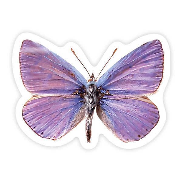 Sticker you / Purple Moth Butterfly