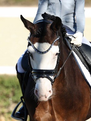 All Browbands