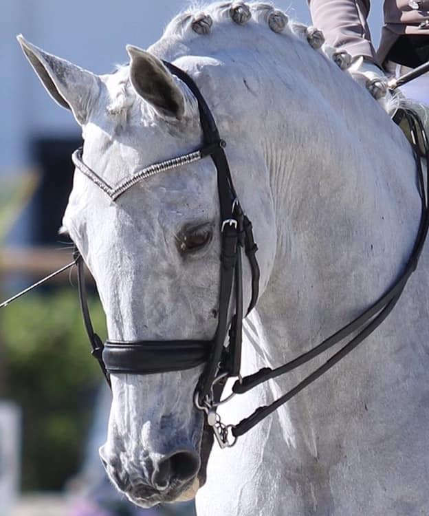 Browband V Ice Glazier