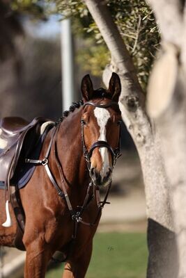 Dainty Elite Domino Jax Bridle