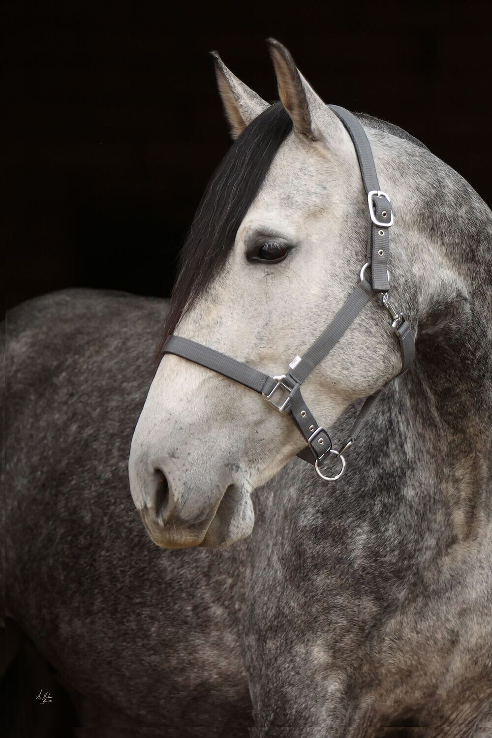 Headcollar - Slate