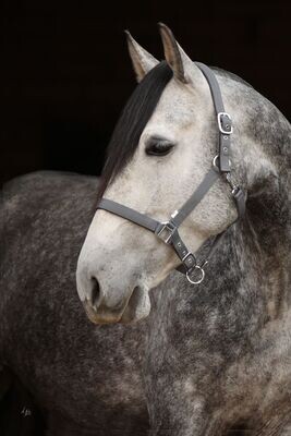 Slate Headcollar