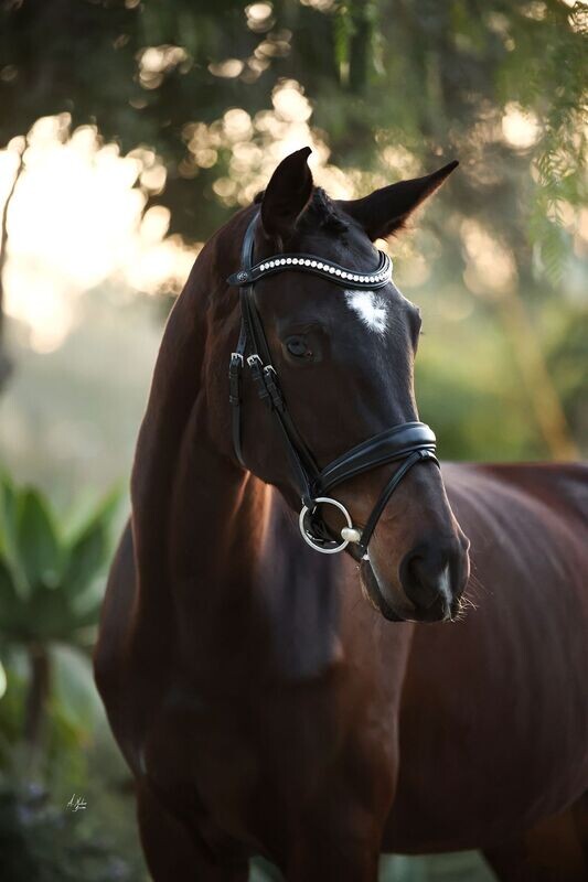 Bridle - Prestige Phantom