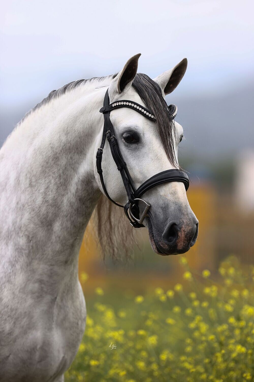 Bridle - Prestige Dakoza