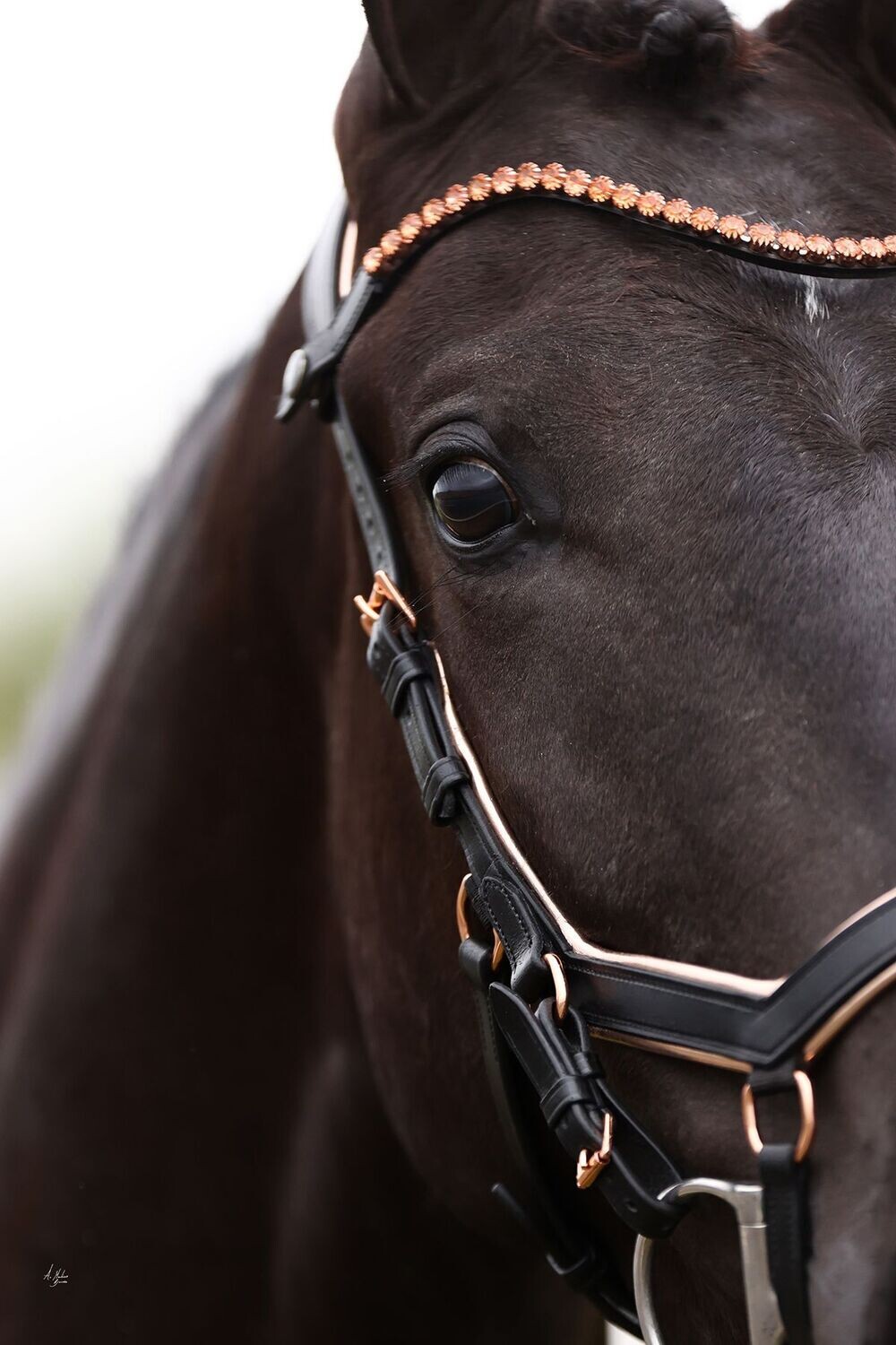 Bridle - Prestige Bentlee