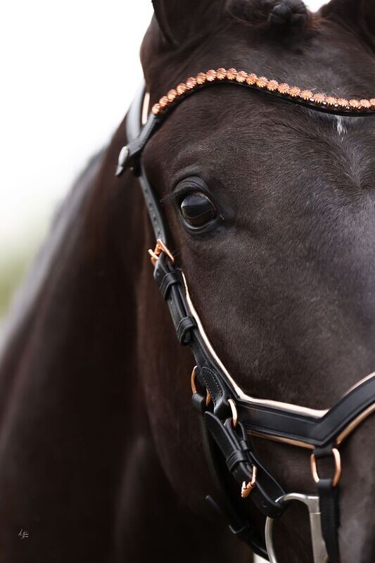 Bridle - Prestige Bentlee
