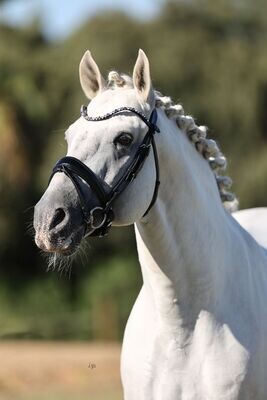 Browband Elite Indigo