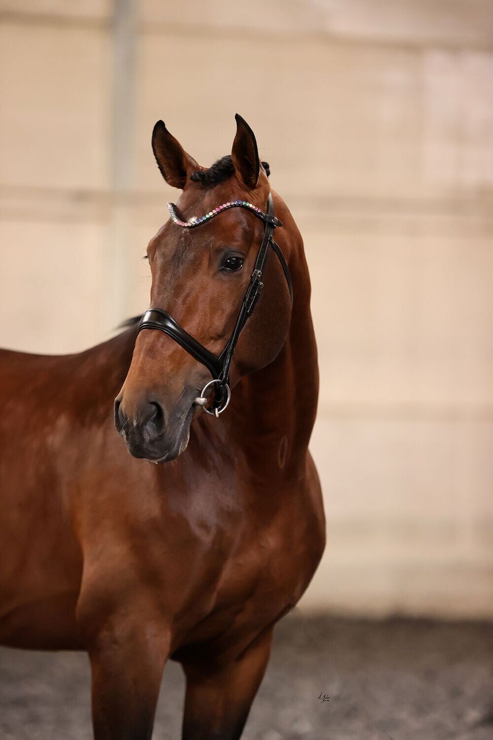 Browband - Elite Sherbet Dip