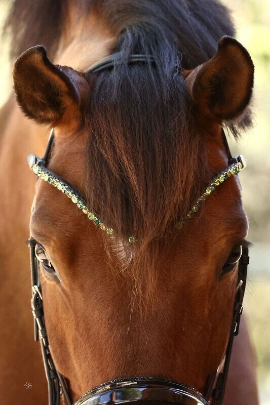 Browband - Elite Asiza