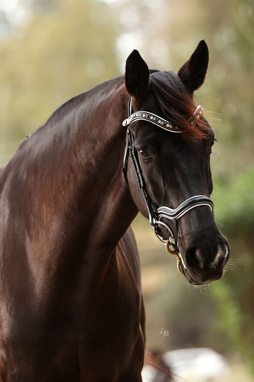 Bridle - Elite Picassi