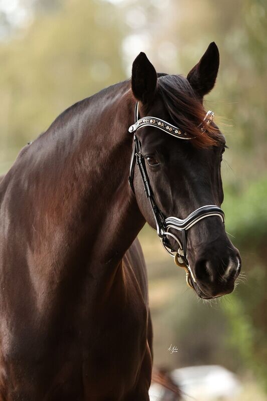 Elite Picassi Bridle